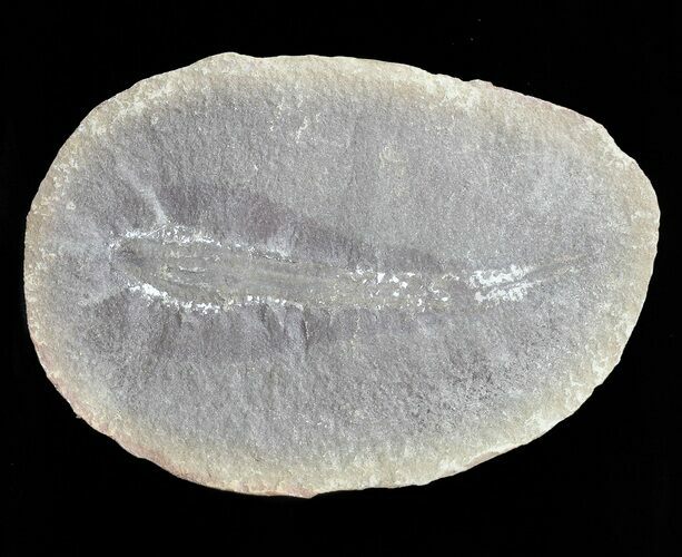 Didontogaster Fossil Worm (Pos/Neg) - Mazon Creek #70589